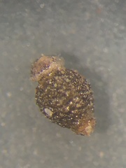 Eleocharis tenuis verrucosa