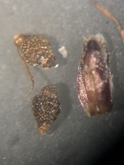 Eleocharis tenuis verrucosa