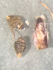 Eleocharis tenuis verrucosa