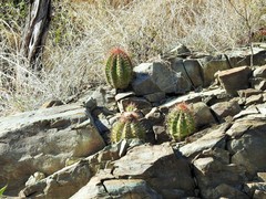 Melocactus harlowii