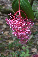 Medinilla speciosa