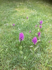 Dactylorhiza majalis