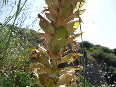 Acanthus syriacus