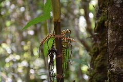 Pinanga