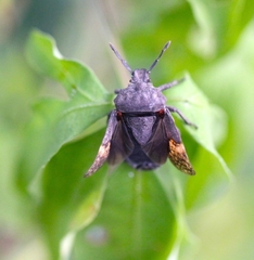 Megymenum brevicorne