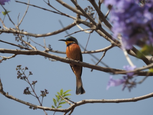 Merops lafresnayii