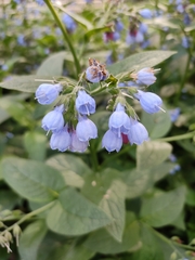 Symphytum caucasicum