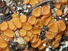 Anthracobia muelleri