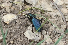 Carabus scabrosus tauricus