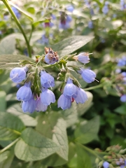 Symphytum caucasicum