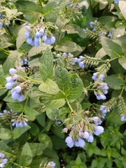 Symphytum caucasicum