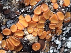 Anthracobia muelleri