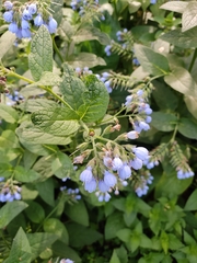 Symphytum caucasicum