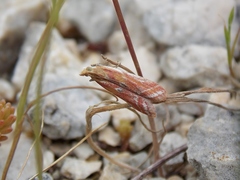 Ancylosis cinnamomella