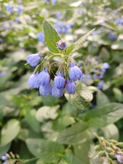 Symphytum caucasicum