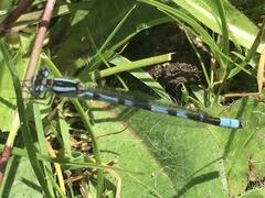 Enallagma cyathigerum