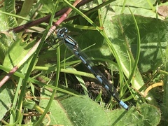 Enallagma cyathigerum