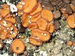 Anthracobia muelleri