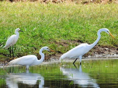 Great Egret