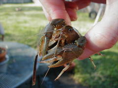 Fallicambarus houstonensis