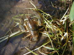 Fallicambarus houstonensis