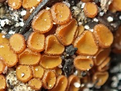 Anthracobia muelleri