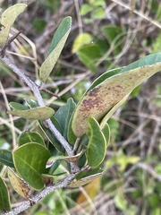 Putterlickia verrucosa