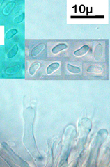 Phlebia subfascicularis