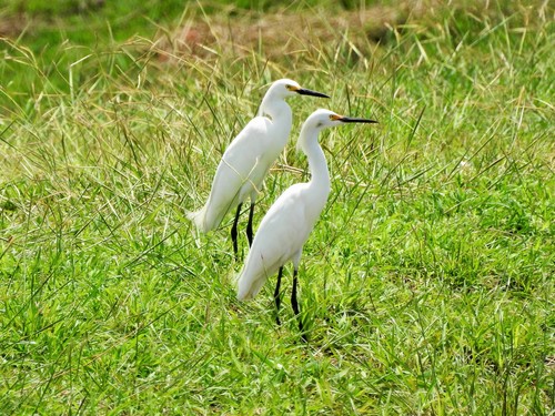 Snowy Egret