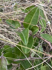 Putterlickia verrucosa