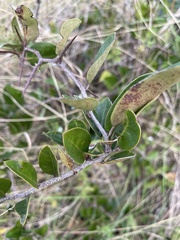 Putterlickia verrucosa