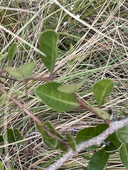 Putterlickia verrucosa