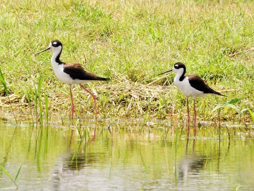 Black-necked Stilt