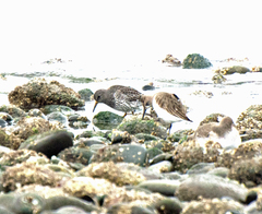 Calidris ptilocnemis