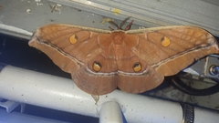 Antheraea assamensis