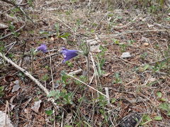 Pulsatilla ambigua