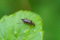 Cortodera femorata