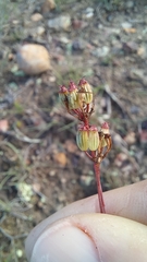 Annesorhizeae