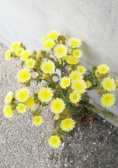 Andryala integrifolia