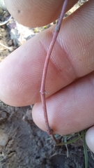 Annesorhizeae