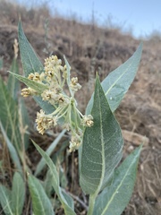 Asclepias vestita
