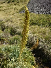 Aciphylla scott-thomsonii