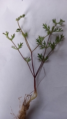 Annesorhizeae