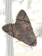 Bamra mundata