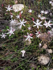 Strumaria tenella tenella