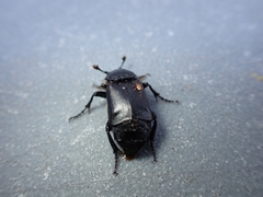 Nicrophorus guttula