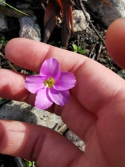 Oxalis monophylla monophylla