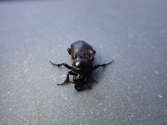 Nicrophorus guttula