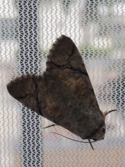 Bamra mundata