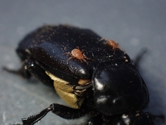 Nicrophorus guttula
